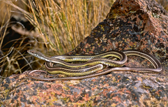 Masticophis taeniatus taeniatus