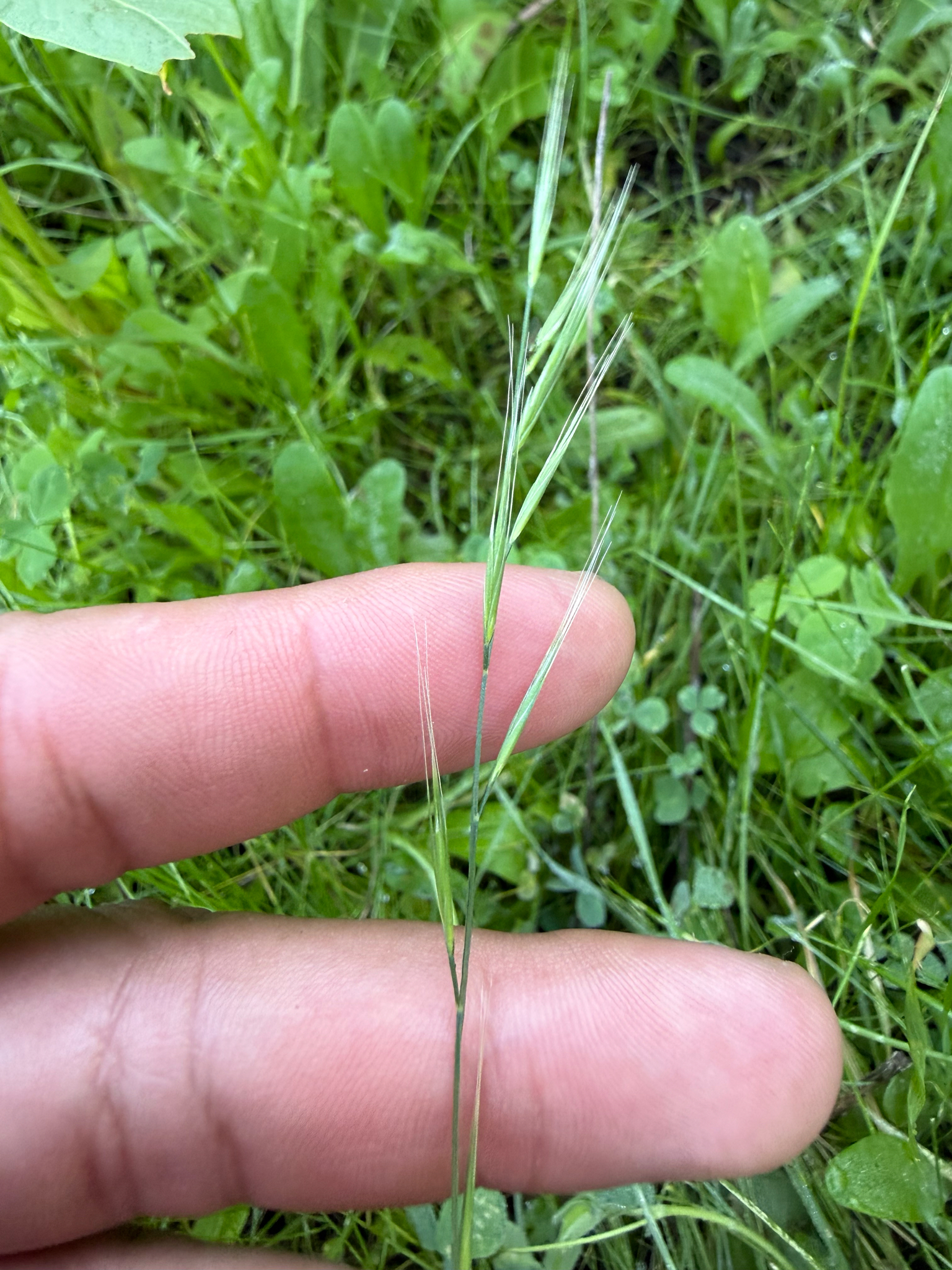 Rat's-tail fescue