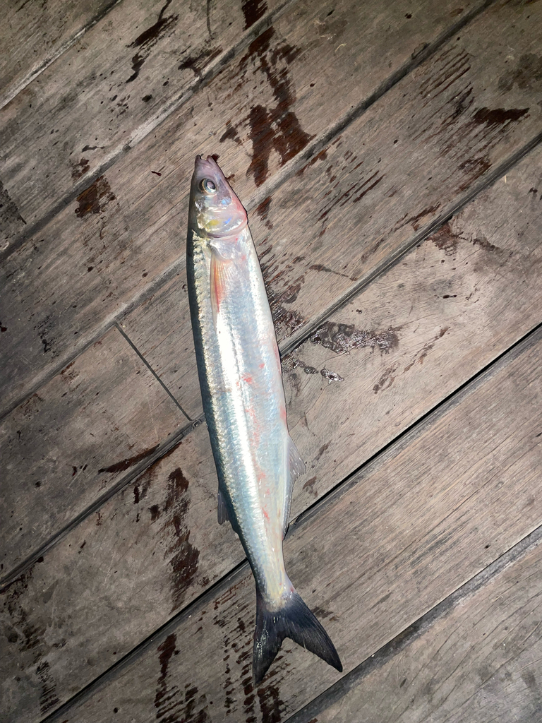 Jack silverside (Atherinopsis californiensis) — Atherinopsidae