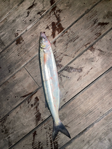 Jack silverside (Atherinopsis californiensis) — Atherinopsidae