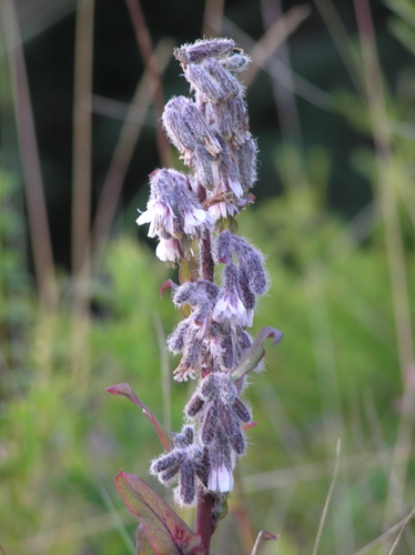 purple rattlesnake root (Nabalus racemosus)