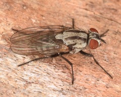 Anthomyia oculifera