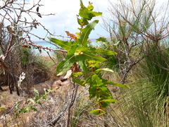 Hakea amplexicaulis