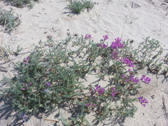 Oxytropis lanata