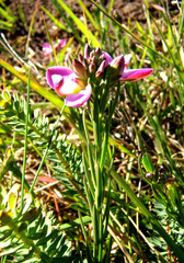 Polygala ericifolia
