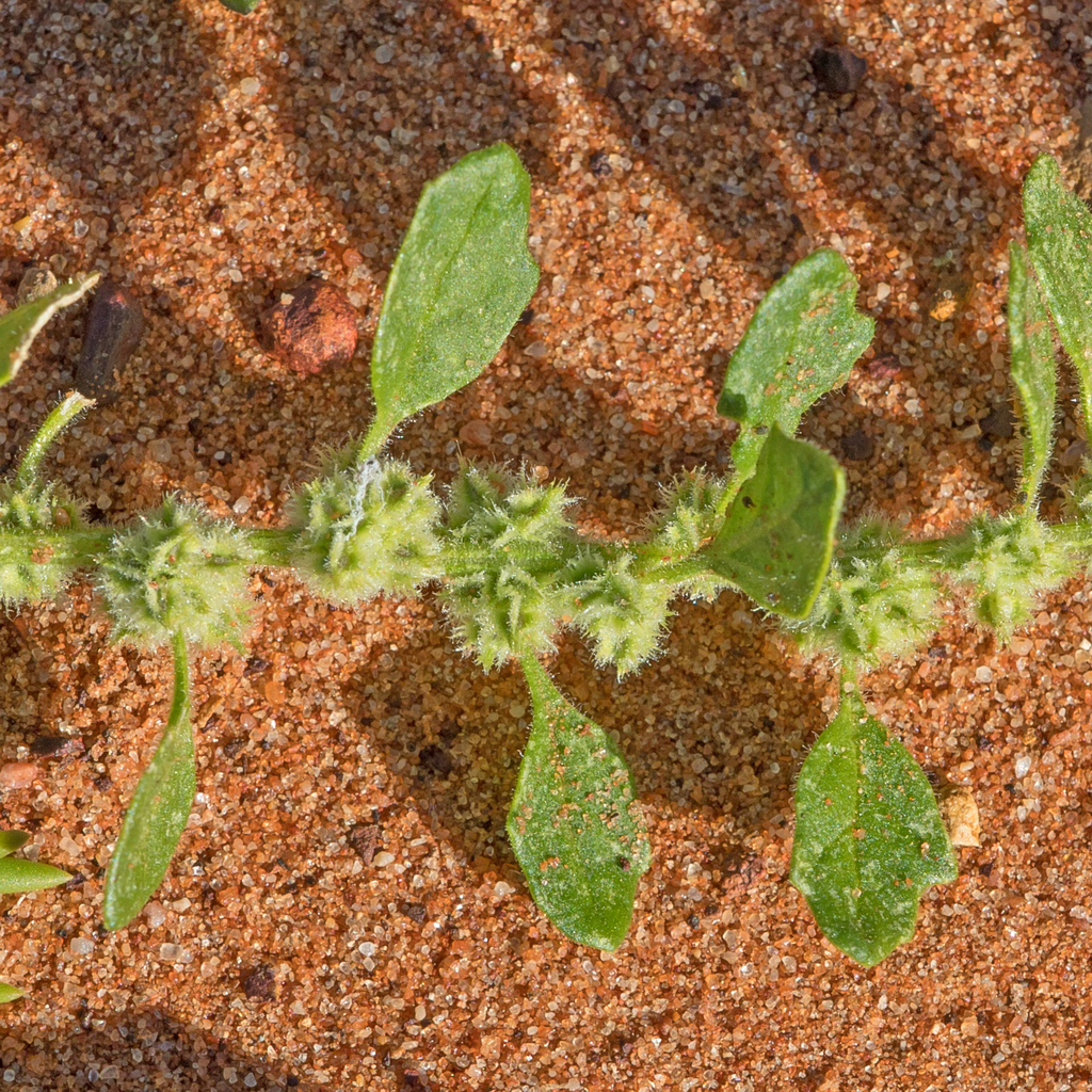 Crested Goosefoot