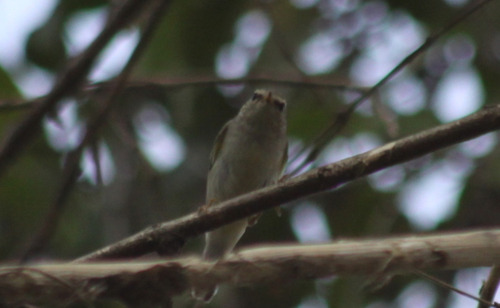 Yellow-browed Warbler (Phylloscopus inornatus), photo 3
