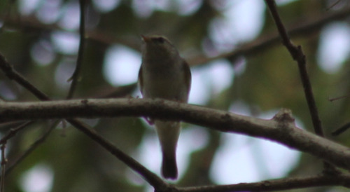 Yellow-browed Warbler (Phylloscopus inornatus), photo 2