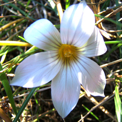 Romulea dichotoma