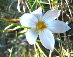 Romulea dichotoma