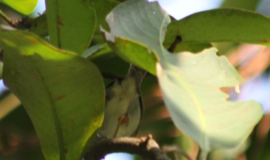 Ashy Tailorbird (Orthotomus ruficeps), photo 2