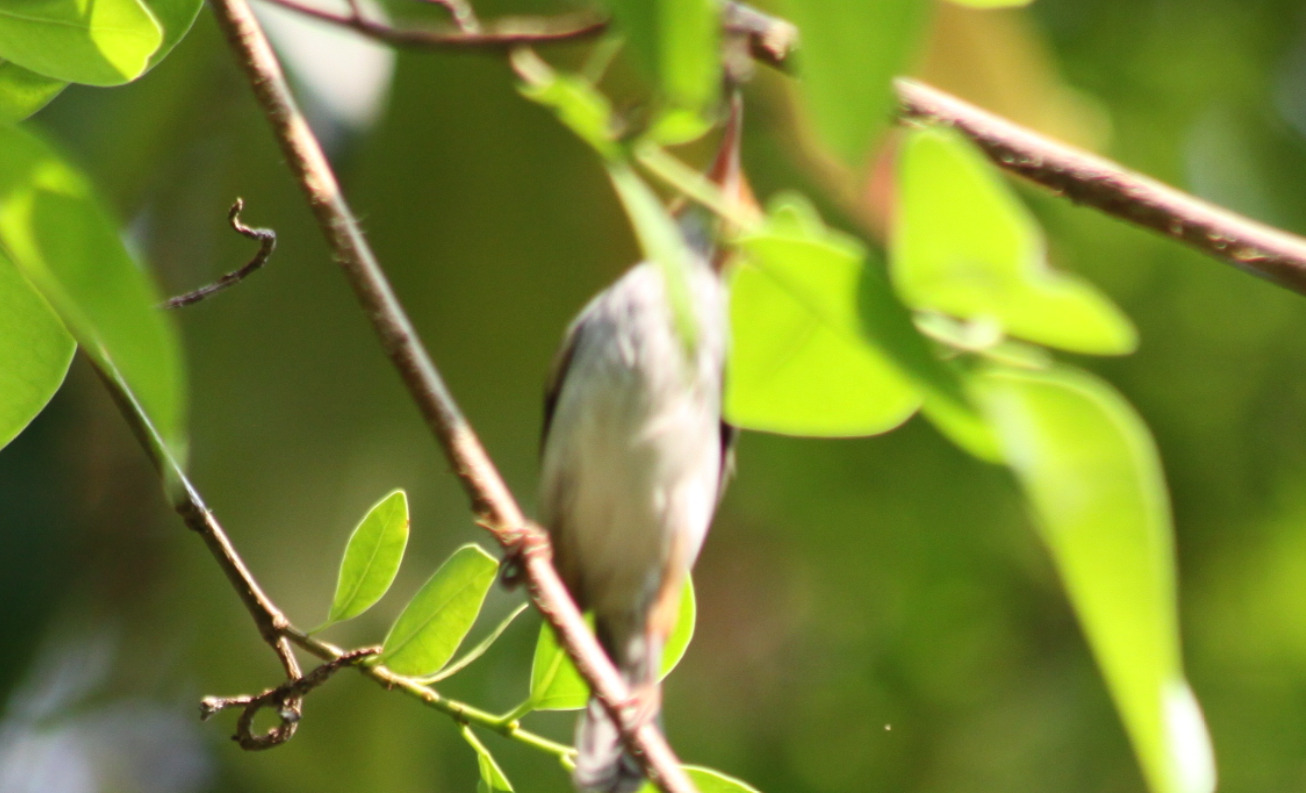Ashy Tailorbird (Orthotomus ruficeps), photo 1