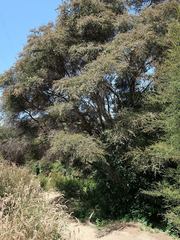Kunzea ericoides