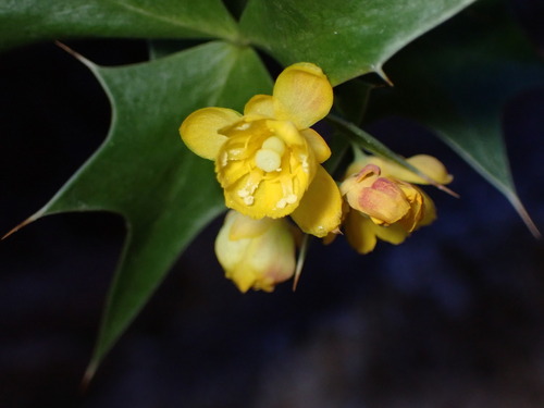 Harrison's barberry (Berberis harrisoniana)