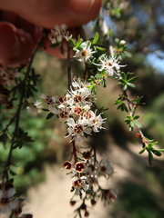 Kunzea ericoides