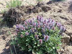 Dracocephalum pinnatum