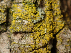 Candelariella xanthostigma