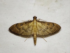 Tatobotys