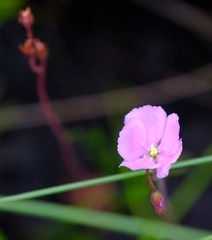 Drosera slackii