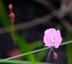 Drosera slackii