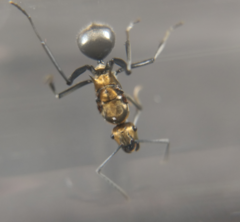 Polyrhachis semiaurata