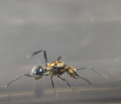 Polyrhachis semiaurata