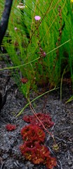 Drosera slackii