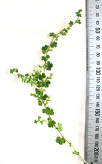 Alchemilla capensis