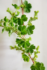 Alchemilla capensis
