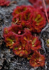 Drosera slackii