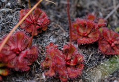 Drosera slackii