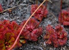 Drosera slackii