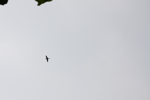 Red-breasted Parakeet (Psittacula alexandri), photo 5