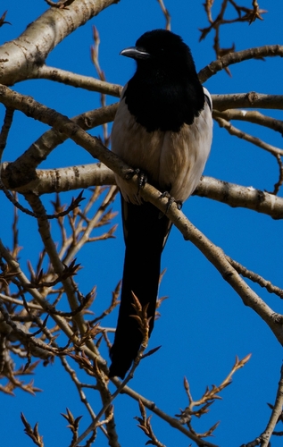 Oriental Magpie