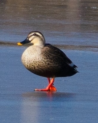 Eastern Spot-billed Duck