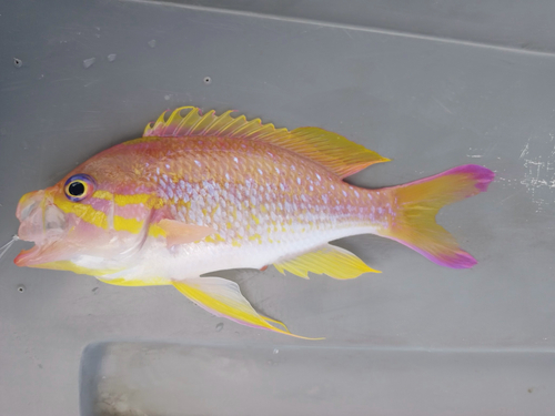 Yellowfin bass (Anthias nicholsi) — Serranidae
