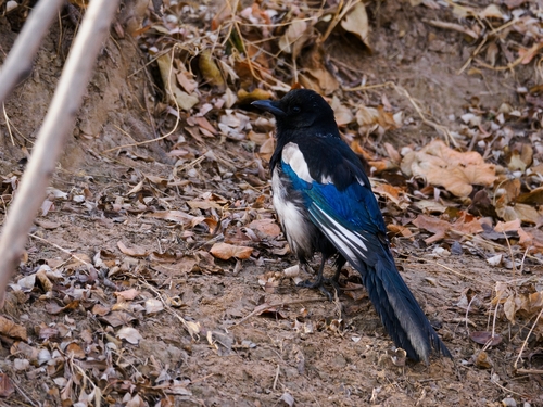 Oriental Magpie