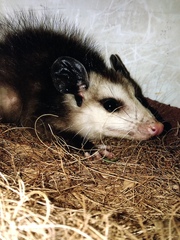 Didelphis virginiana
