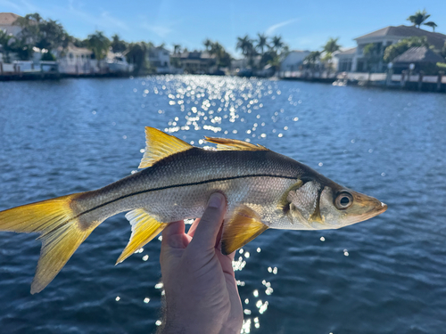 Blackfin snook (Centropomus pectinatus) — Centropomidae — 4