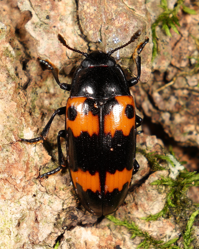 Red-banded Fungus Beetle from Champaign County, IL, USA on July 5, 2025 ...