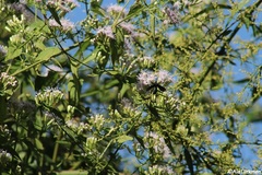 Macrocneme chrysitis