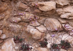 Limonium companyonis