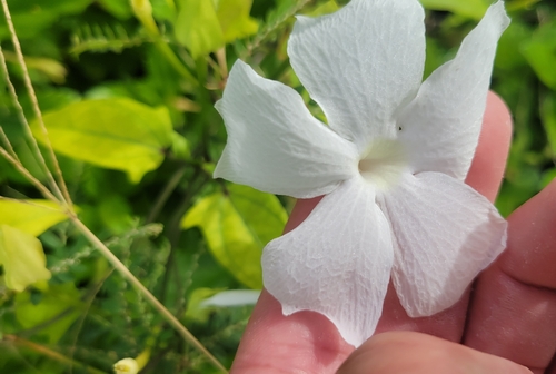 Thunbergia fragrans observed 2026-01-06