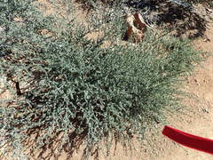 Ceanothus foliosus foliosus