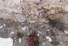Limonium companyonis