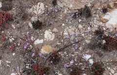 Limonium companyonis