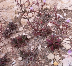 Limonium companyonis