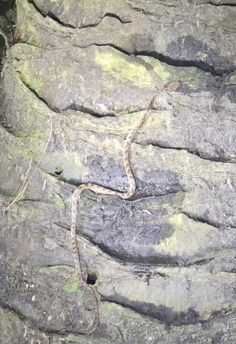 Ornate Cat-eyed Snake