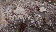 Limonium companyonis