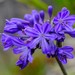 Agapanthus - Photo (c) Nick Helme, some rights reserved (CC BY-SA), uploaded by Nick Helme
